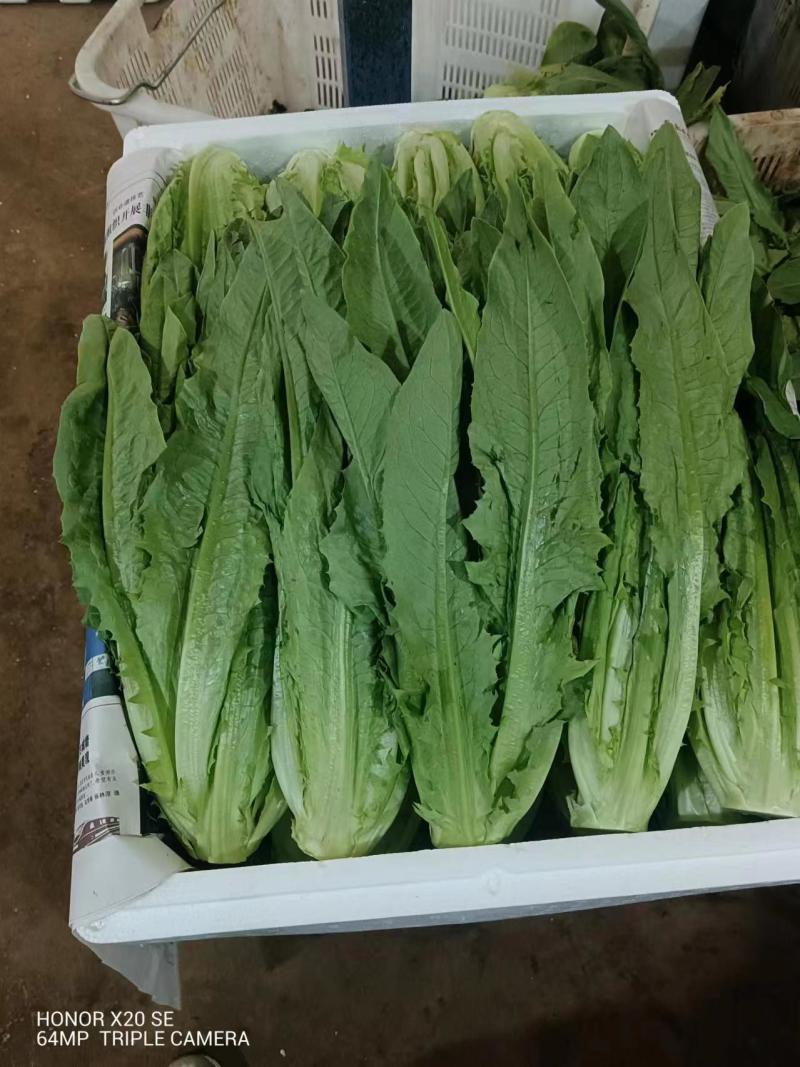 云南基地直供精品油麦菜现摘现发价格优惠货量充足欢迎咨询