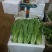 云南基地直供精品油麦菜现摘现发价格优惠货量充足欢迎咨询