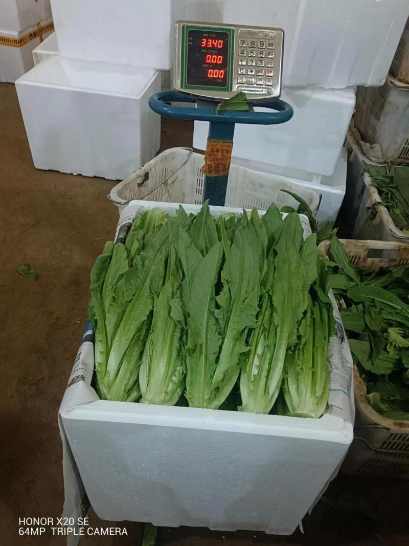 云南基地直供精品油麦菜现摘现发价格优惠货量充足欢迎咨询