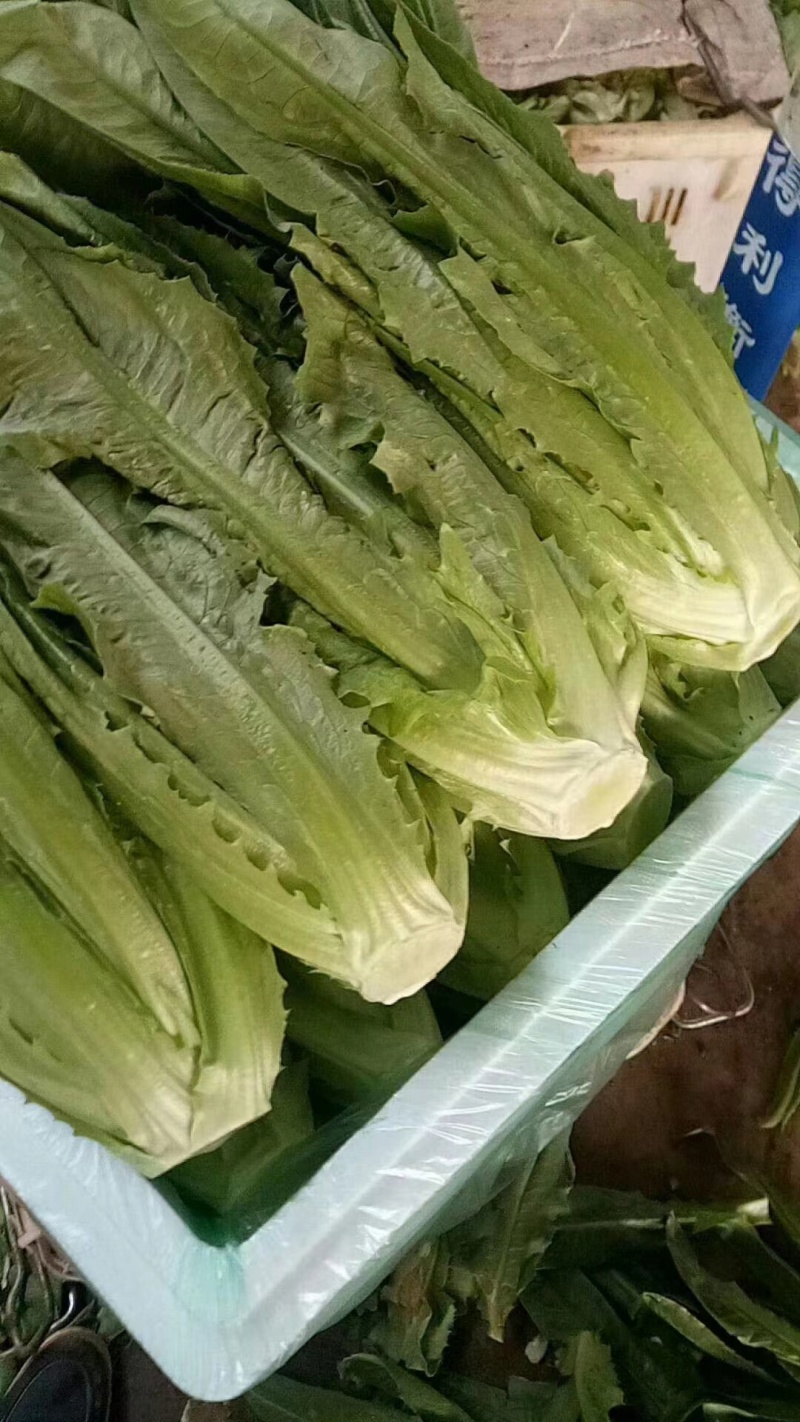 云南基地直供精品油麦菜现摘现发价格优惠货量充足欢迎咨询
