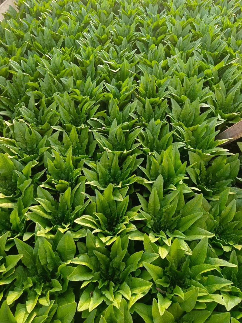云南基地直供精品油麦菜现摘现发价格优惠货量充足欢迎咨询