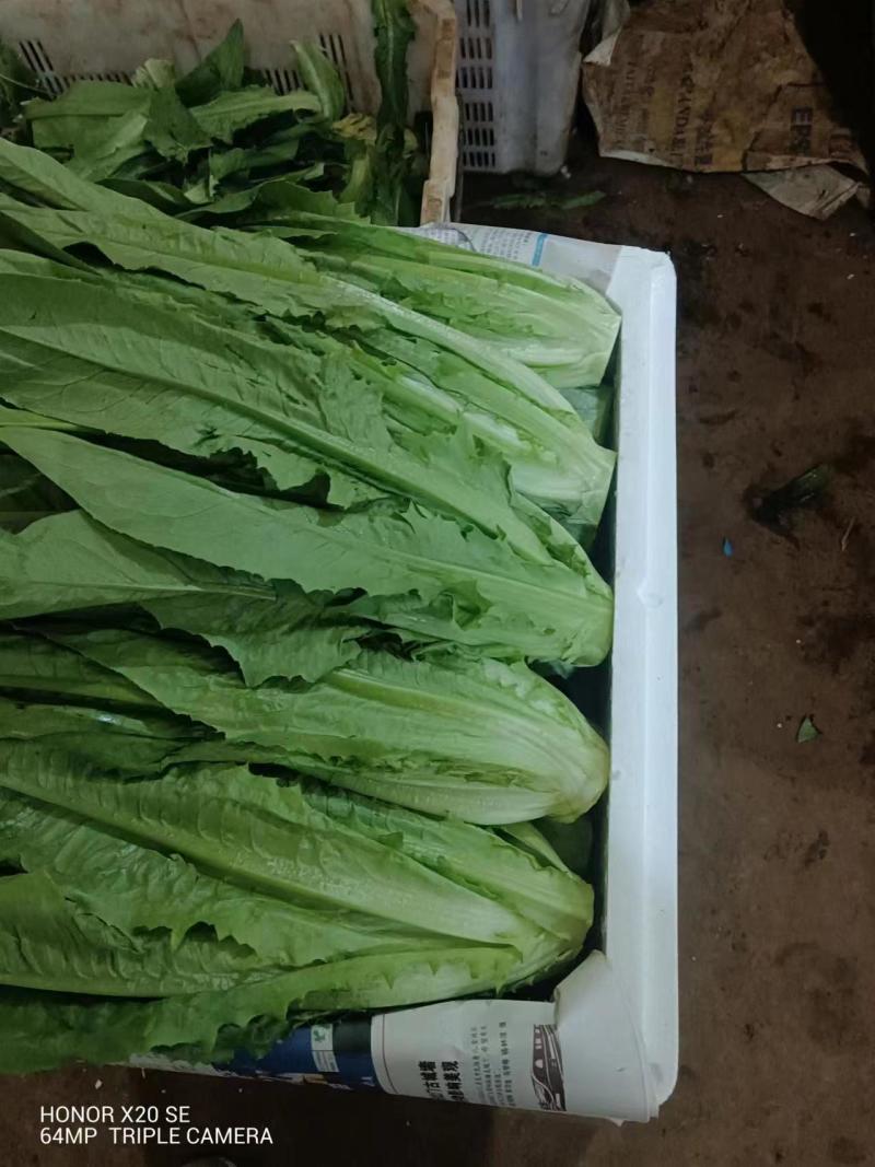 云南基地直供精品油麦菜现摘现发价格优惠货量充足欢迎咨询