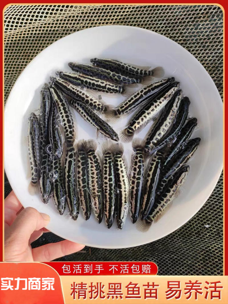 【荐】杂交黑鱼苗全国批发生鱼财鱼可提供黑鱼苗养殖技术