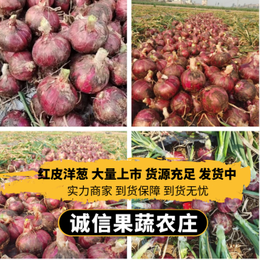 云南洋葱质量好货源充足价格不高电商商超市场货全国发货