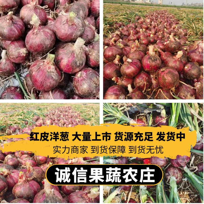 云南洋葱质量好货源充足价格不高电商商超市场货全国发货