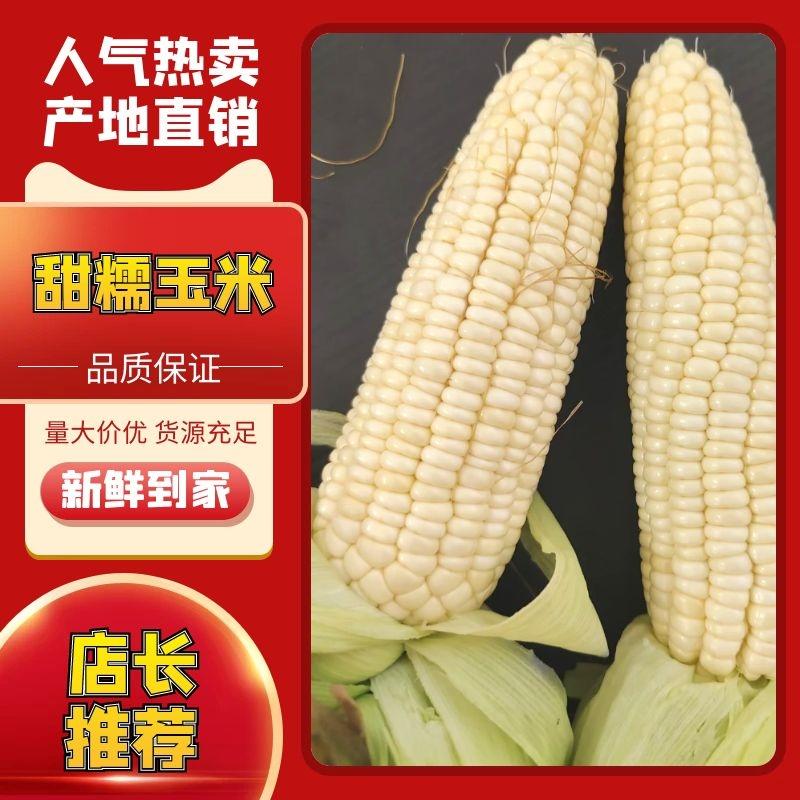 【推荐】广东精品白甜糯玉米，品质保证，支持视频看货