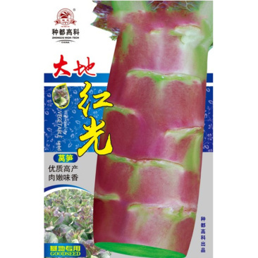 大地红莴笋种子皮色极红艳肉质青质香脆口味抗病强