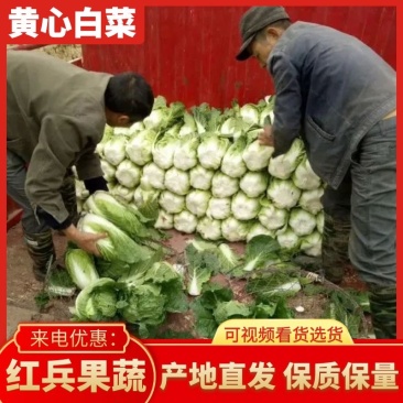 大白菜黄心白菜产地直发品质保障对接全国市场等