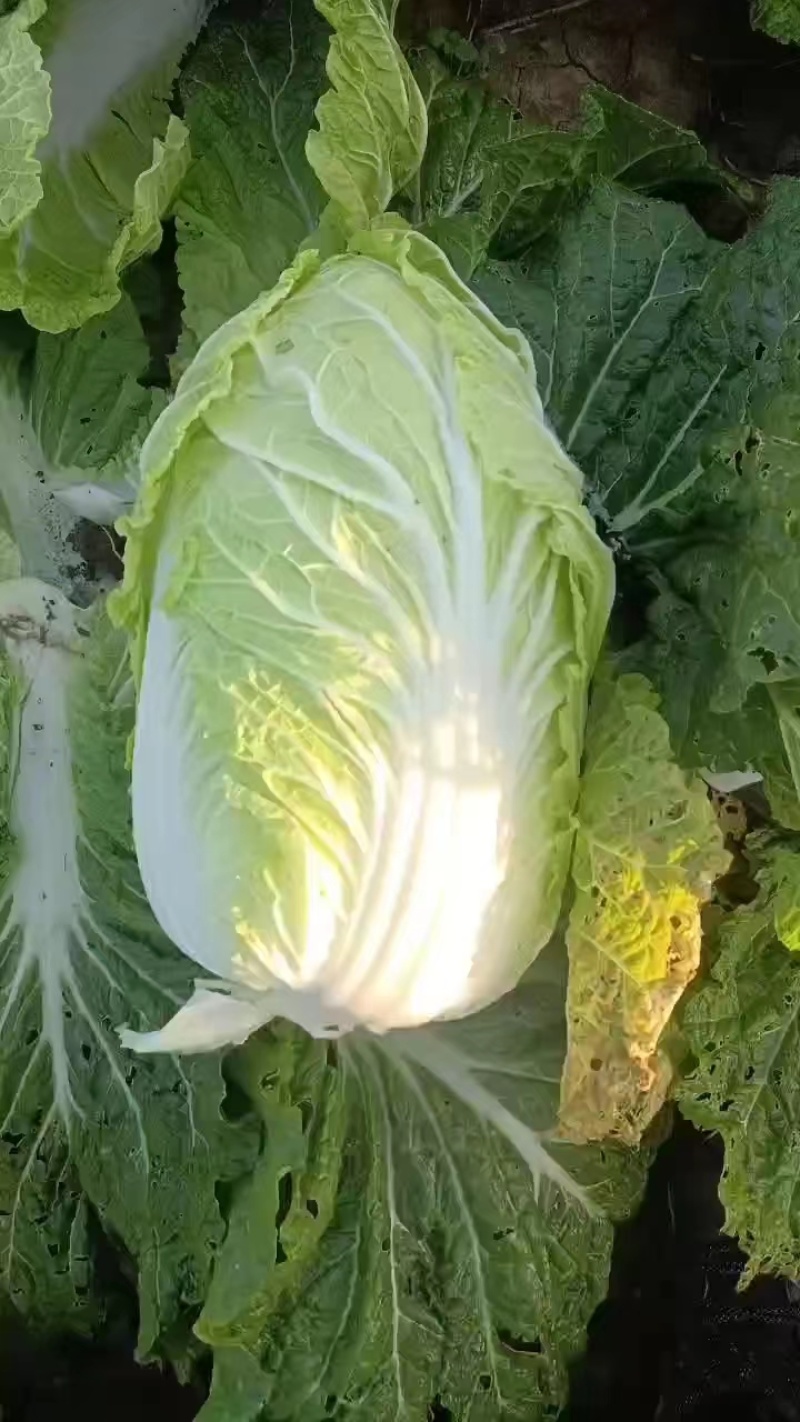 【精品】白菜，青杂三号，产地直发，货量充足，欢迎来电选购