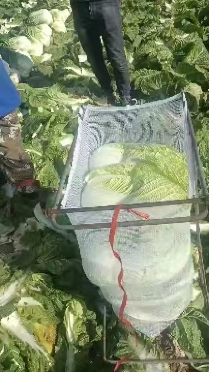【精品】白菜，青杂三号，产地直发，货量充足，欢迎来电选购