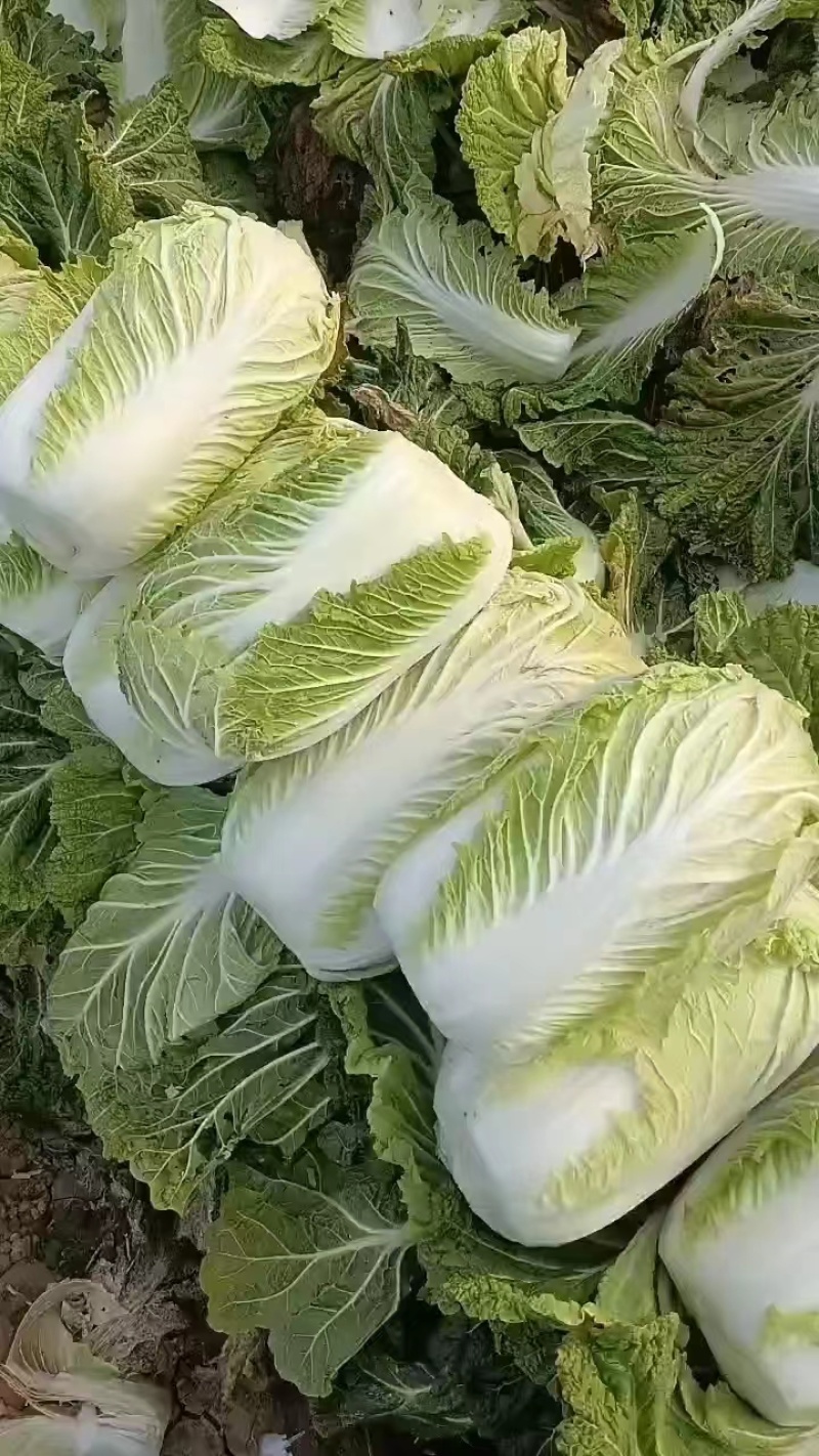 【精品】白菜，青杂三号，产地直发，货量充足，欢迎来电选购