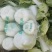 【精品】白菜，青杂三号，产地直发，货量充足，欢迎来电选购