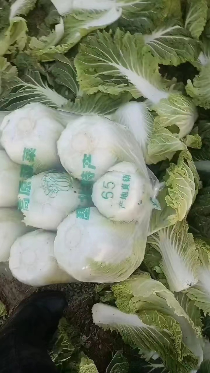 【精品】白菜，青杂三号，产地直发，货量充足，欢迎来电选购