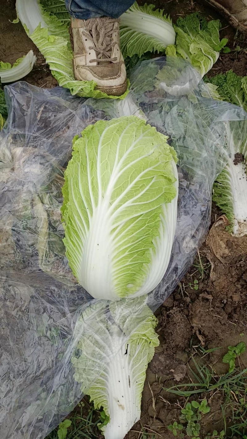 【精品】白菜，青杂三号，产地直发，货量充足，欢迎来电选购