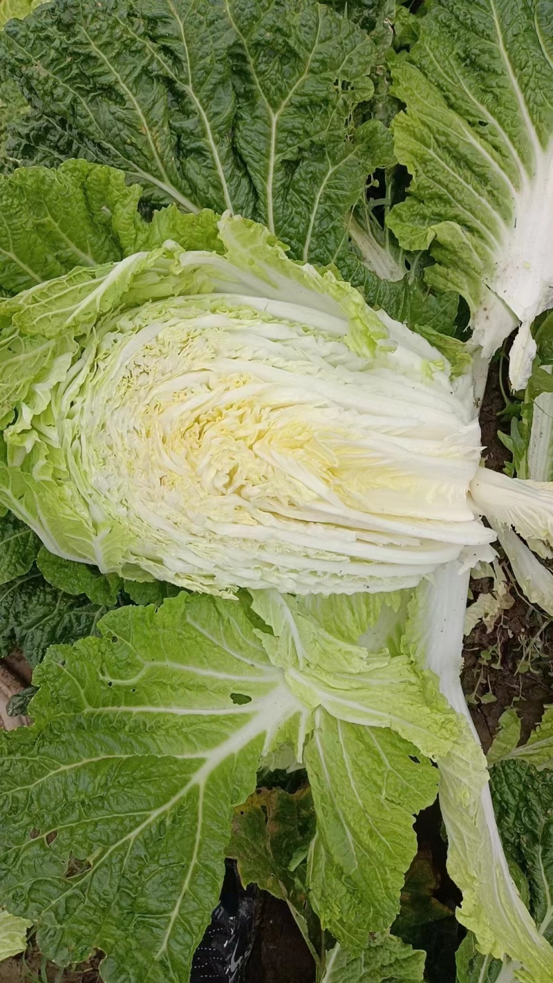 【精品】白菜，青杂三号，产地直发，货量充足，欢迎来电选购
