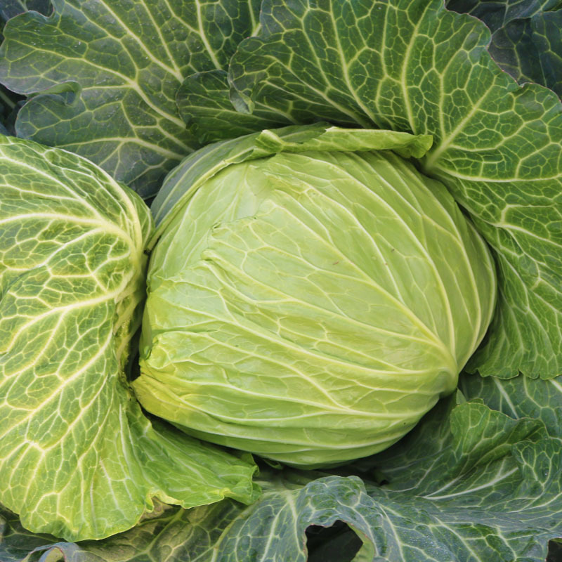 京丰一号甘蓝种籽扁圆包菜种子卷心菜秋季农家菜园蔬菜种