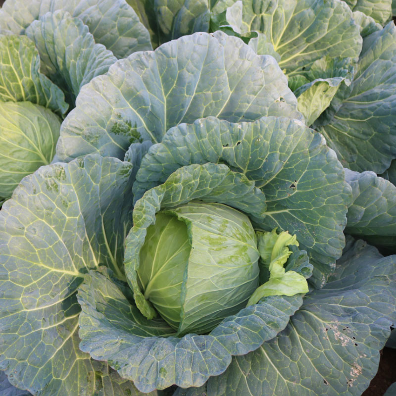 京丰一号甘蓝种籽扁圆包菜种子卷心菜秋季农家菜园蔬菜种