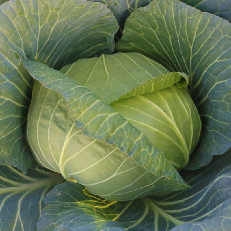 京丰一号甘蓝种籽扁圆包菜种子卷心菜秋季农家菜园蔬菜种