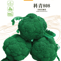 西兰花种籽西兰花种子有机蔬青甘蓝包菜花菜种子青梗花椰菜