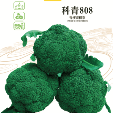 西兰花种籽西兰花种子有机蔬青甘蓝包菜花菜种子青梗花椰菜