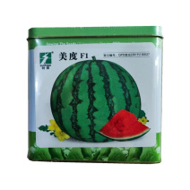 美度西瓜种子中早熟瓤色鲜红美都西瓜种子