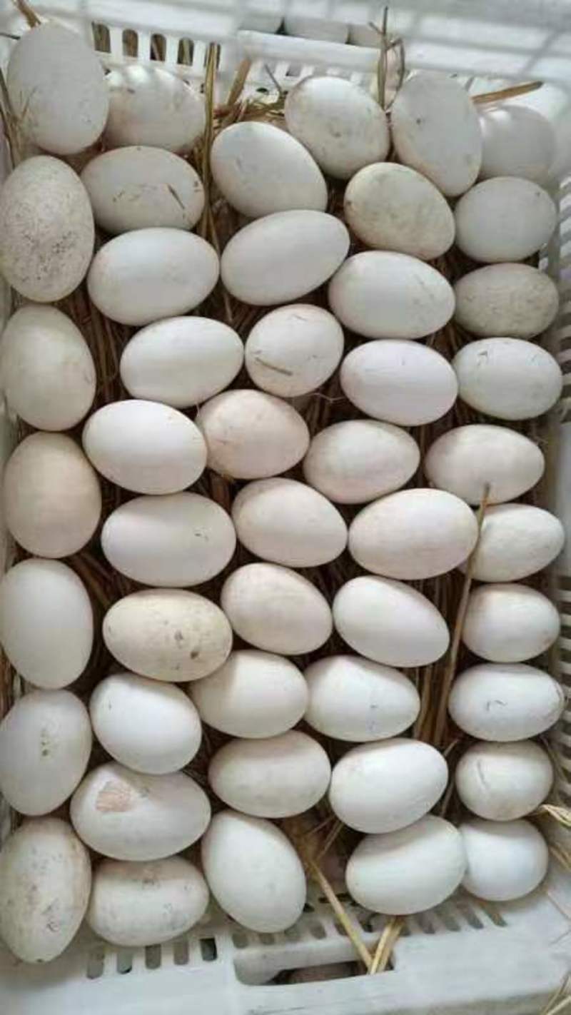 三花鹅种蛋受精蛋可孵化新鲜种蛋受精率高欢迎电联