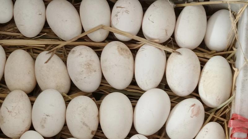 三花鹅种蛋受精蛋可孵化新鲜种蛋受精率高欢迎电联