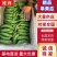 旱黄瓜渣子,瓜漏,二瓜,适合,食堂,咸菜厂,小卖,平台,