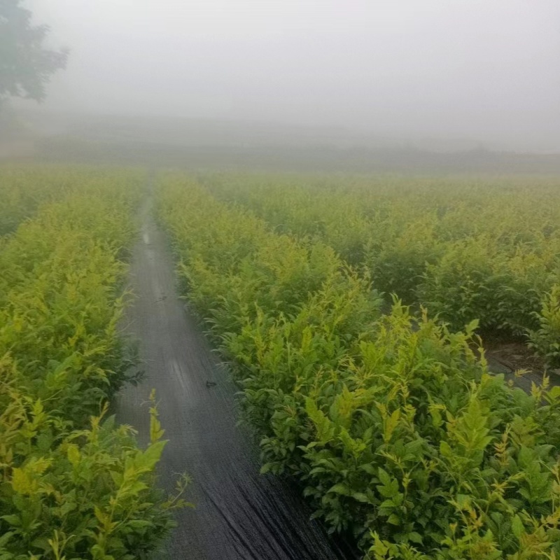 张家界罐装莓茶，一手货源，产地直发，品质保证，欢迎电话联系
