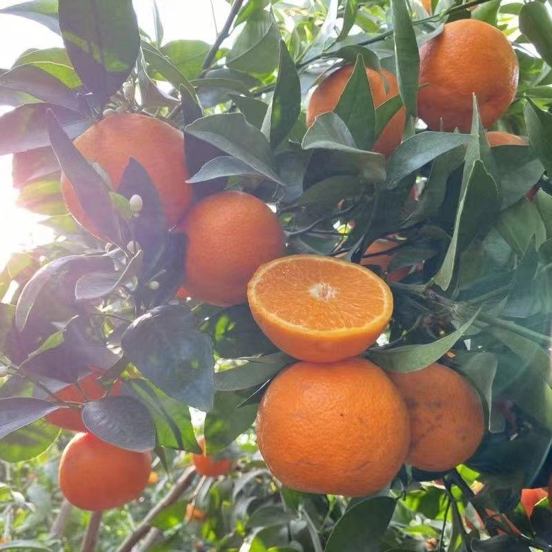 广柑甜橙脐橙市场商超电商团购基地直发量大从优实力代办一条龙