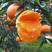 广柑甜橙脐橙市场商超电商团购基地直发量大从优实力代办一条龙