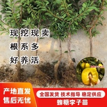 嫁接蜂糖李子苗，脱骨李子苗，脆甜南北方种植