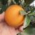 四川橙子脐橙锦橙果园直发现摘现发价格优惠品质保证发货快
