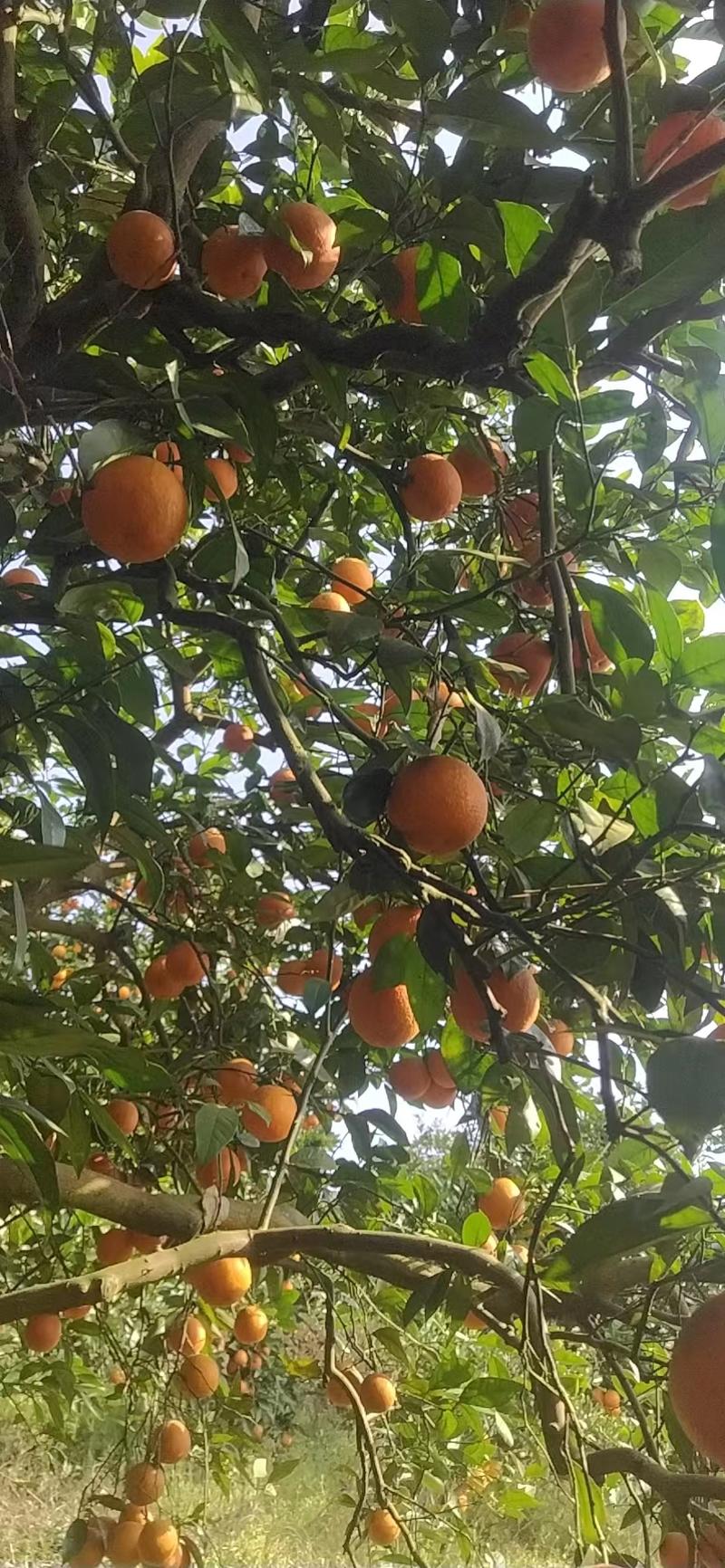 四川橙子脐橙锦橙果园直发现摘现发价格优惠品质保证发货快