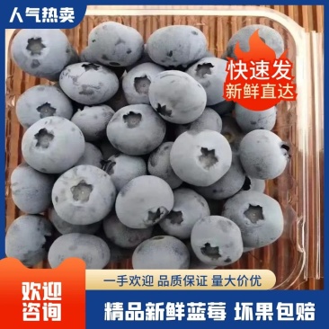 【山东蓝莓】云雀蓝莓绿宝石蓝莓F6L25保质保量色泽美