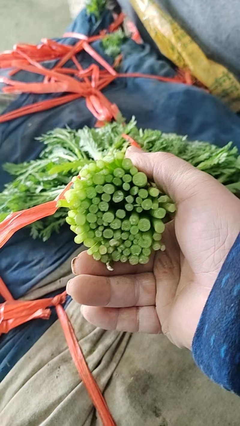常年供应【茼蒿】价格详谈基地直发物美价廉欢迎咨询