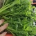 常年供应【茼蒿】价格详谈基地直发物美价廉欢迎咨询
