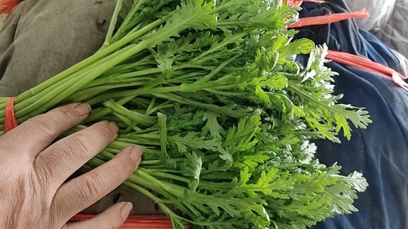 常年供应【茼蒿】价格详谈基地直发物美价廉欢迎咨询