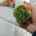 【价格面议】山东茼蒿全方面一体化加工出售茼蒿可视频看货
