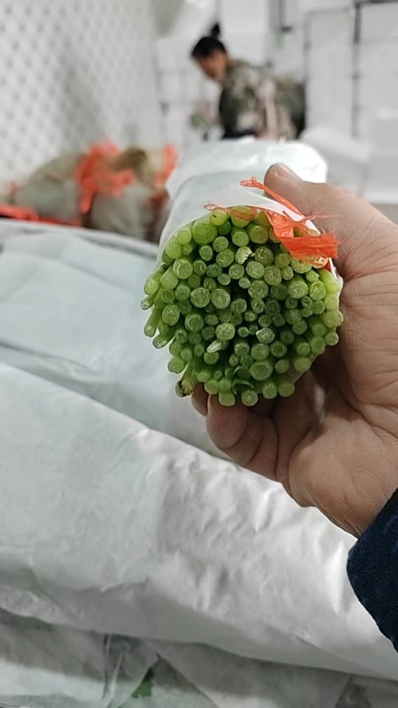 【价格面议】山东茼蒿全方面一体化加工出售茼蒿可视频看货