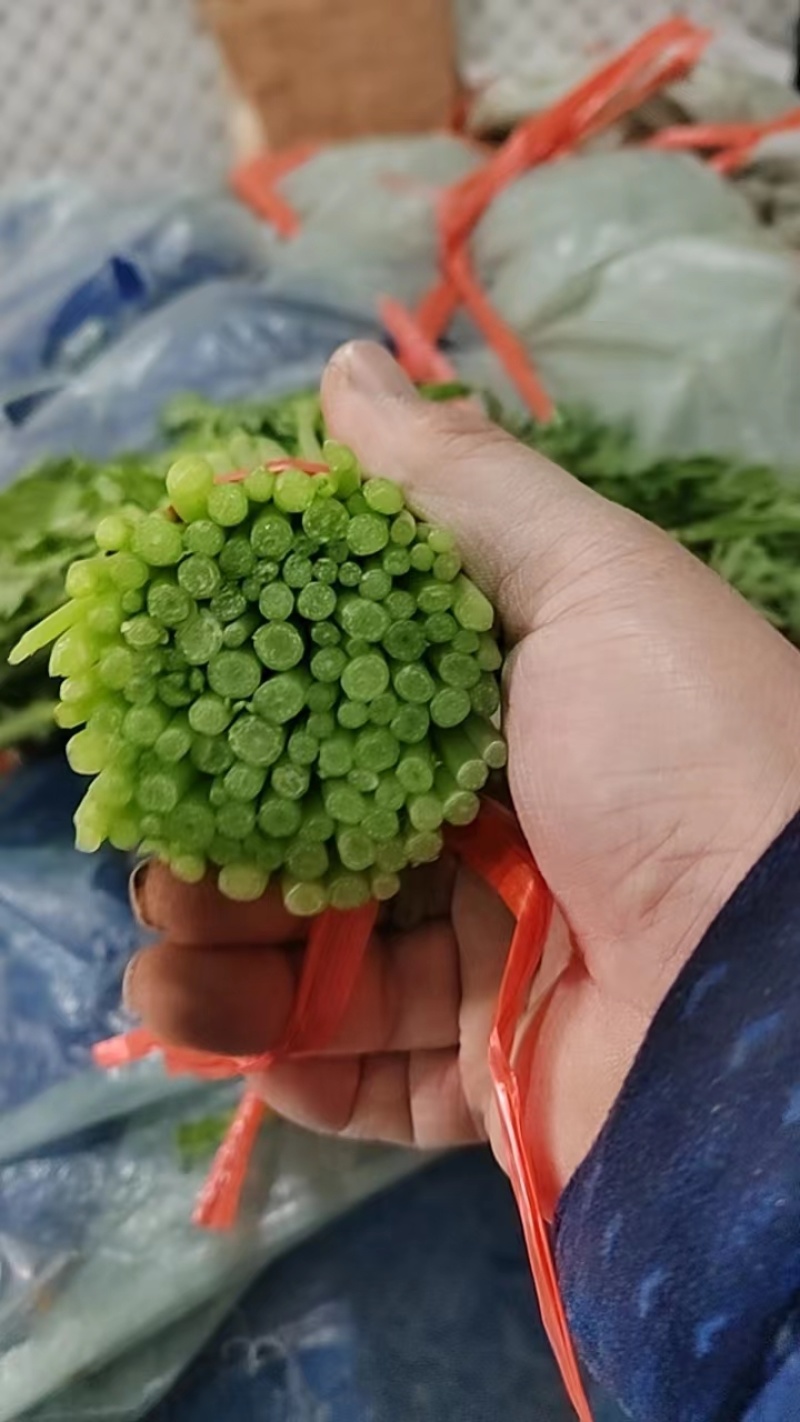 【价格面议】山东茼蒿全方面一体化加工出售茼蒿可视频看货
