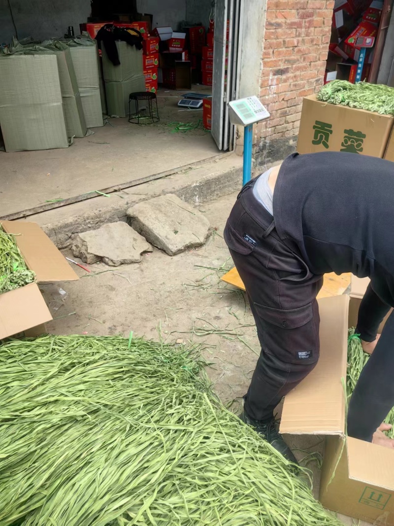 【实力】安徽贡菜干-一手货源量大从优-可炒肉可涮火锅