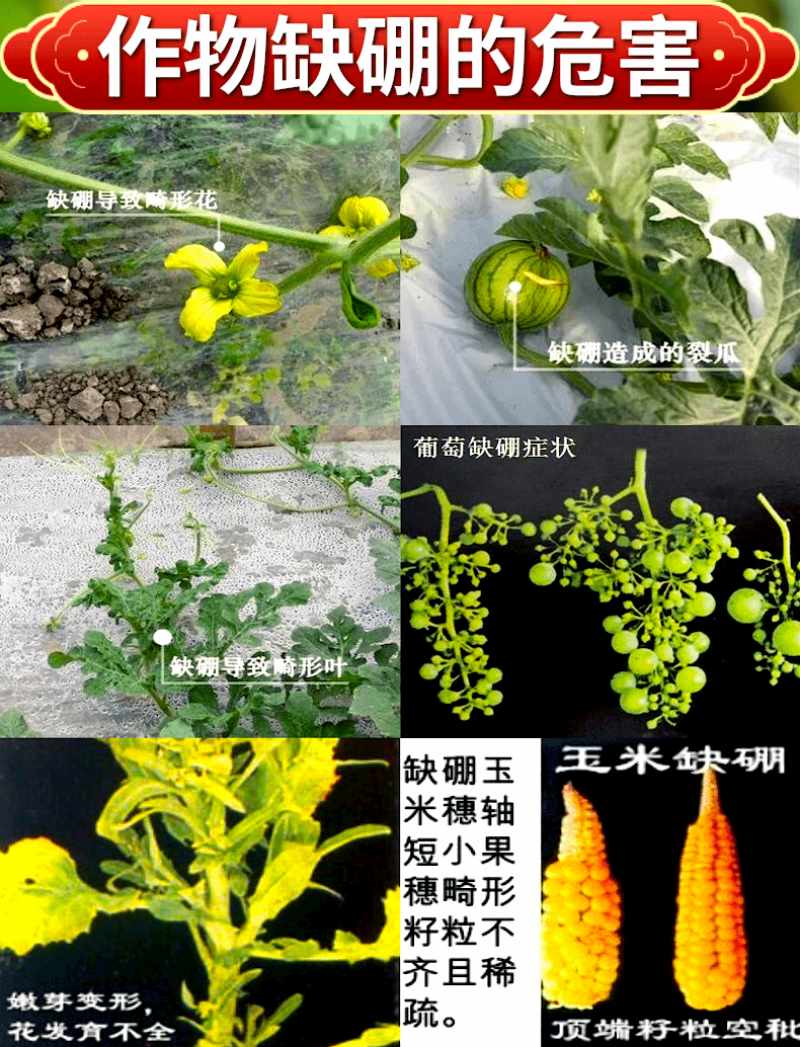 流体硼肥买一送一叶面肥小分子硼促花果树蔬菜农用叶面肥