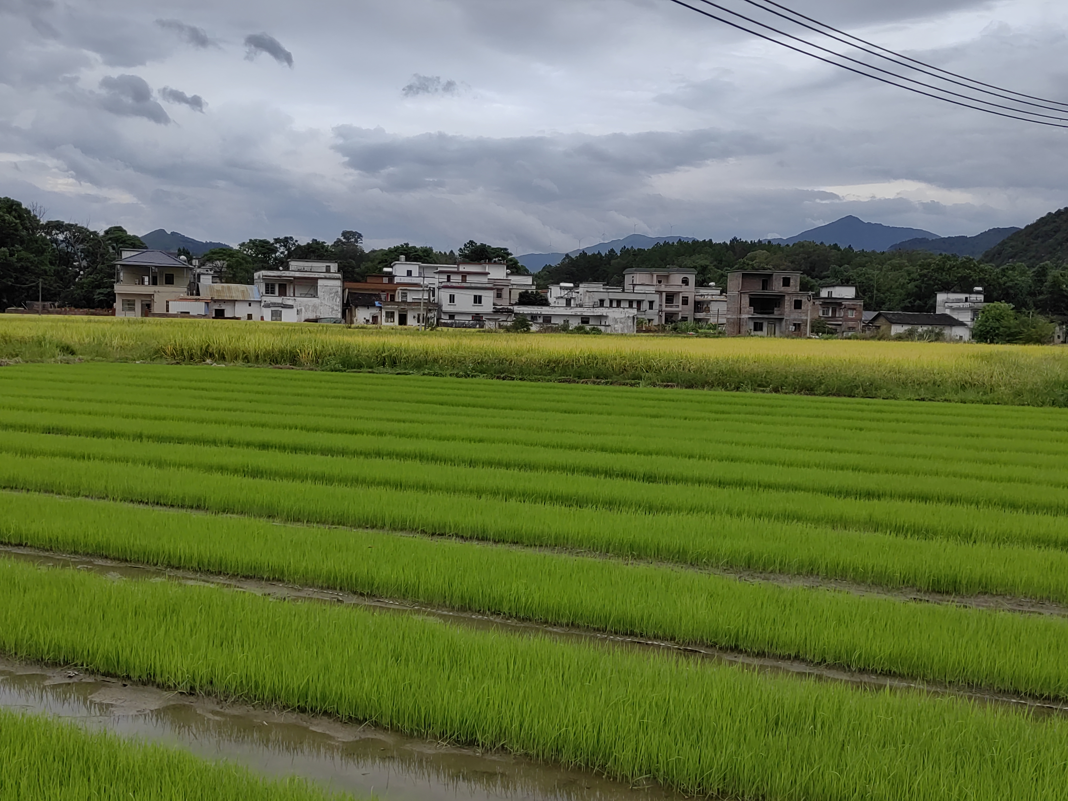 长粒香大米种植田
