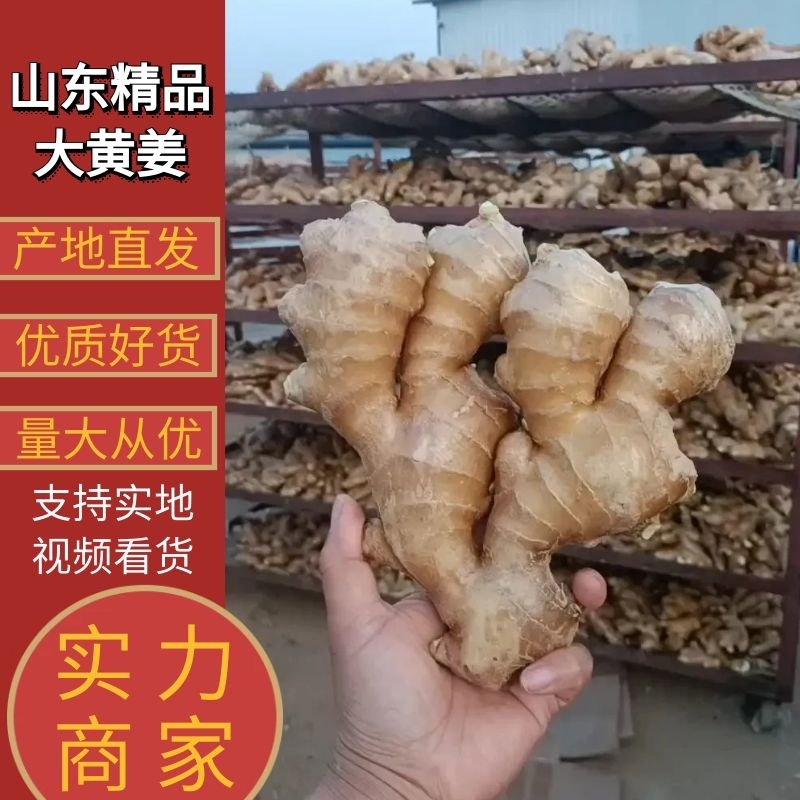 【山东大黄姜】产地直发超市市场电商货源充足品质保证