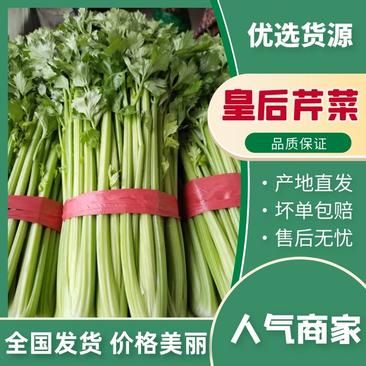 芹菜邯郸皇后芹菜大棚蔬菜一年四级有货有工人可发全国欢迎咨询