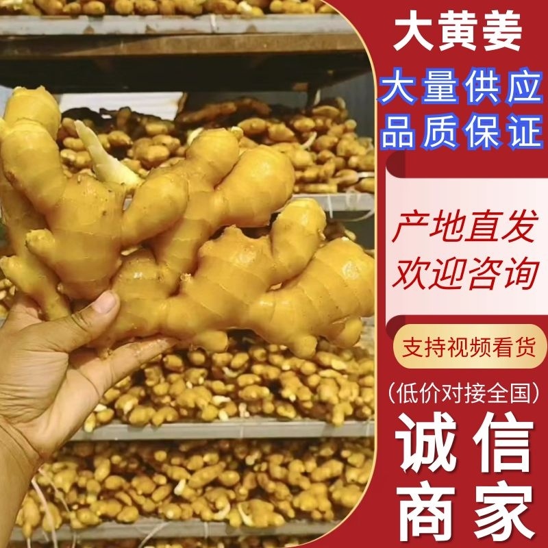 【生姜】山东大黄姜生姜水洗姜风干姜对接各大市场