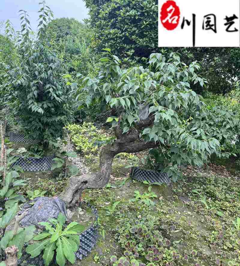 供应8-20公分精品绿梅绿萼梅工程绿化苗木批发量大优