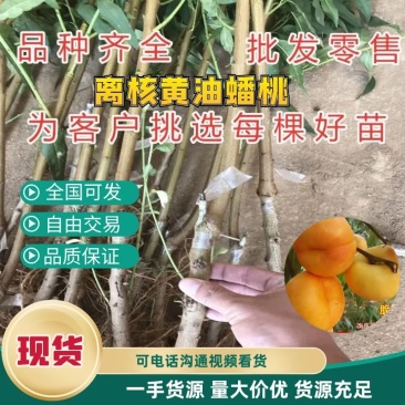 嫁接离核黄油蟠桃，新品种油蟠7-25油蟠桃树苗特大油桃苗