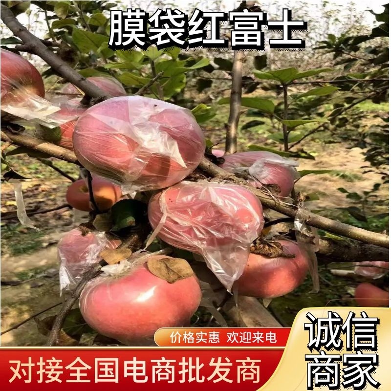 【膜袋红富士】产地量大供应，个头匀称。果面干净脆甜。